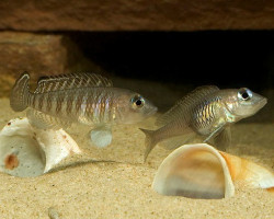 Lamprologus Signatus 3-4Cm