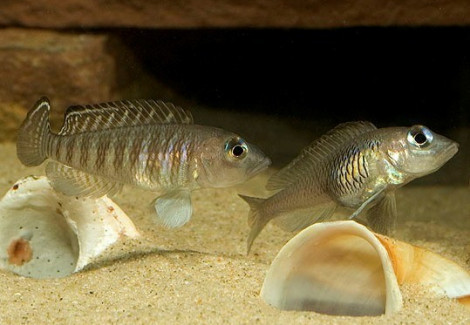 Lamprologus Signatus 3-4Cm