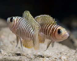 Lamprologus Similis 2-3