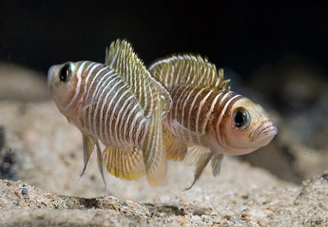 Lamprologus Similis 2-3