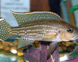 Lamprologus Tetracanthus 3