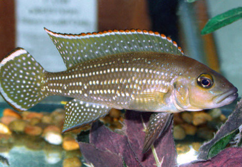 Lamprologus Tetracanthus 4-5Cm