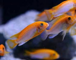 Lanidochromis Hongi Sunflower 3