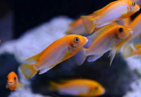 Lanidochromis Hongi Sunflower 3