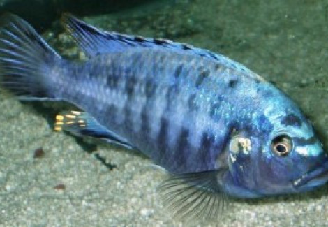 Melanochromis Brevis 3