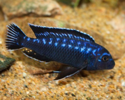 Melanochromis Interruptus 3,5-4Cm