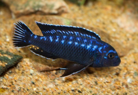 Melanochromis Interruptus 3,5-4Cm