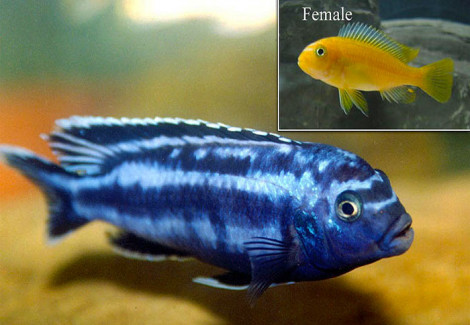 Melanochromis Johannii 9-12 Cm