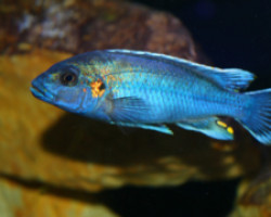 Melanochromis Lepidiadaptes Cobalt 4-5