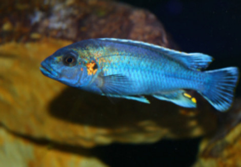 Melanochromis Lepidiadaptes Cobalt 4-5