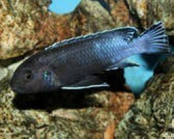 Melanochromis Perileucos 4Cm