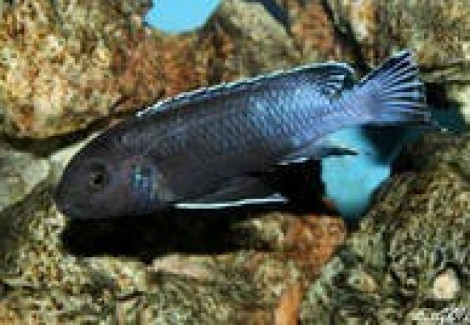 Melanochromis Perileucos 4Cm