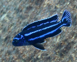 Melanochromis Sp. Maingano/Cyaneorhabdos 3-3,5Cm