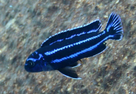 Melanochromis Sp. Maingano/Cyaneorhabdos 3-3,5Cm