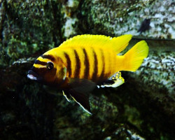 Metriaclima Zebra Gold Kawanga 3-3,5Cm