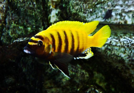 Metriaclima Zebra Gold Kawanga 3-3,5Cm