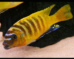 Metriaclima Zebra Gold Mudola Point 4-5Cm