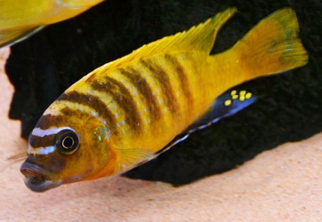 Metriaclima Zebra Gold Mudola Point 4-5Cm