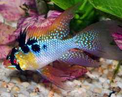 Mikrogeophagus Ramirezi  L.Fin (4,5-5) Xl