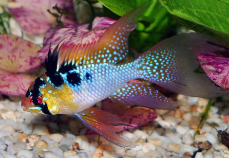 Mikrogeophagus Ramirezi  L.Fin (4,5-5) Xl