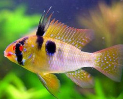 Mikrogeophagus Ramirezi Asiat Form (3,5-4Cm) L