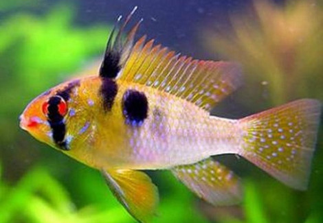 Mikrogeophagus Ramirezi Asiat Form (4,5-5Cm) Xl