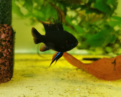 Mikrogeophagus Ramirezi Black Devil 3-3,4