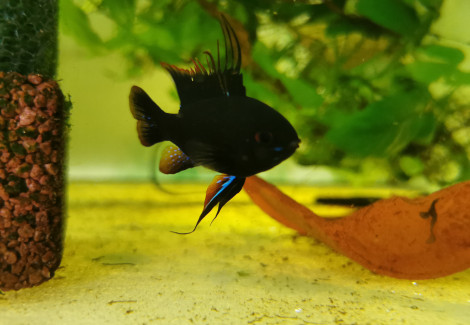 Mikrogeophagus Ramirezi Black Devil 3-3,4