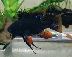 Mikrogeophagus Ramirezi Black L 3,5-4