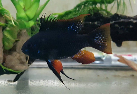 Mikrogeophagus Ramirezi Black L 3,5-4