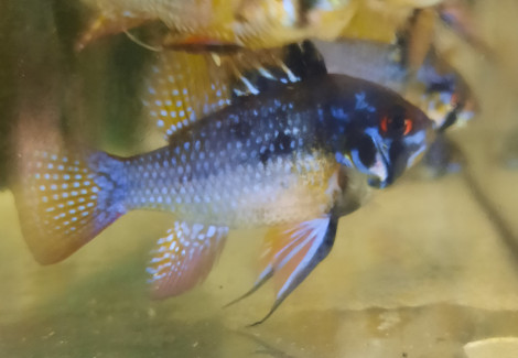 Mikrogeophagus Ramirezi Blue Devil 2,5-3