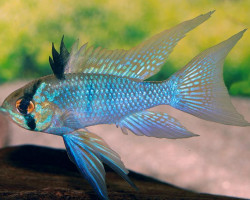 Mikrogeophagus Ramirezi Elec. Blue Long Fin (3,5-4