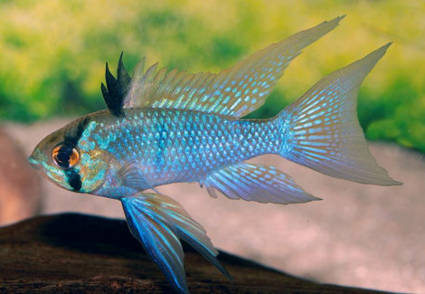 Mikrogeophagus Ramirezi Elec. Blue Long Fin (3,5-4