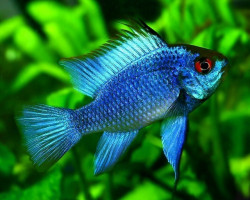 Mikrogeophagus Ramirezi Electric Blue 2-2,5Cm