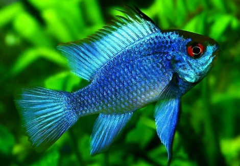 Mikrogeophagus Ramirezi Electric Blue 2-2,5Cm