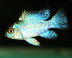 Mikrogeophagus Ramirezi Electric Blue Briliant 2,5