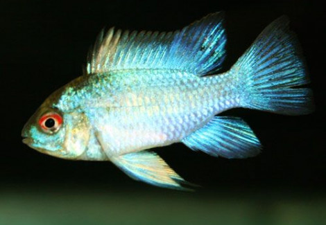 Mikrogeophagus Ramirezi Electric Blue Briliant 2,5