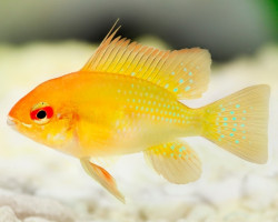 Mikrogeophagus Ramirezi Gold 3Cm