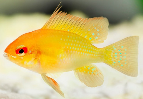 Mikrogeophagus Ramirezi Gold 3Cm