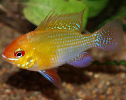 Mikrogeophagus Ramirezi Gold 4,5-5 Xl