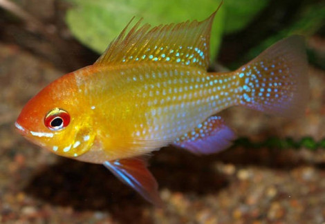 Mikrogeophagus Ramirezi Gold 4,5-5 Xl