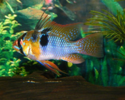 Mikrogeophagus Ramirezi Half Blue 4-4,5