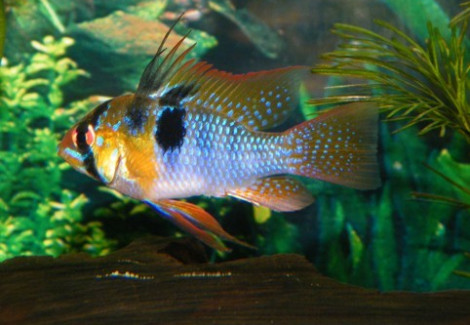 Mikrogeophagus Ramirezi Half Blue 4-4,5