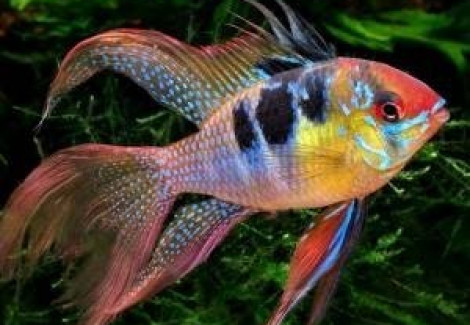 Mikrogeophagus Ramirezi L.Fin 3-3,5