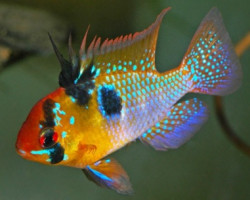 Mikrogeophagus Ramirezi Maggiore 5Cm Xxl