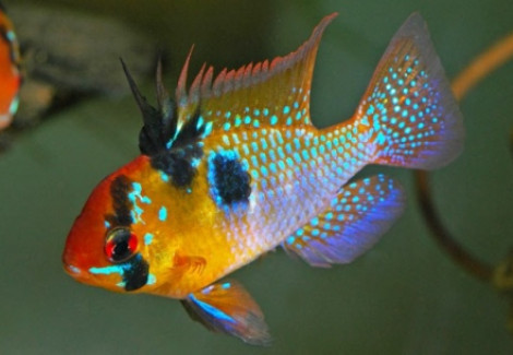 Mikrogeophagus Ramirezi Maggiore 5Cm Xxl