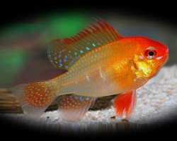 Mikrogeophagus Ramirezi Red Gold 3,5-4 L