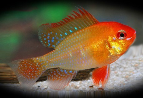 Mikrogeophagus Ramirezi Red Gold 3,5-4 L