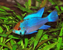 Mikrogeophagus Ramirezi Solid Blue 5Cm  Xxl