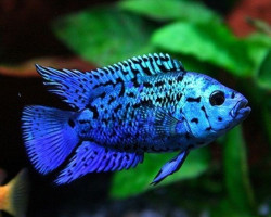 Nandopsis Octofasciata Blue Dempsey Jack 3Cm